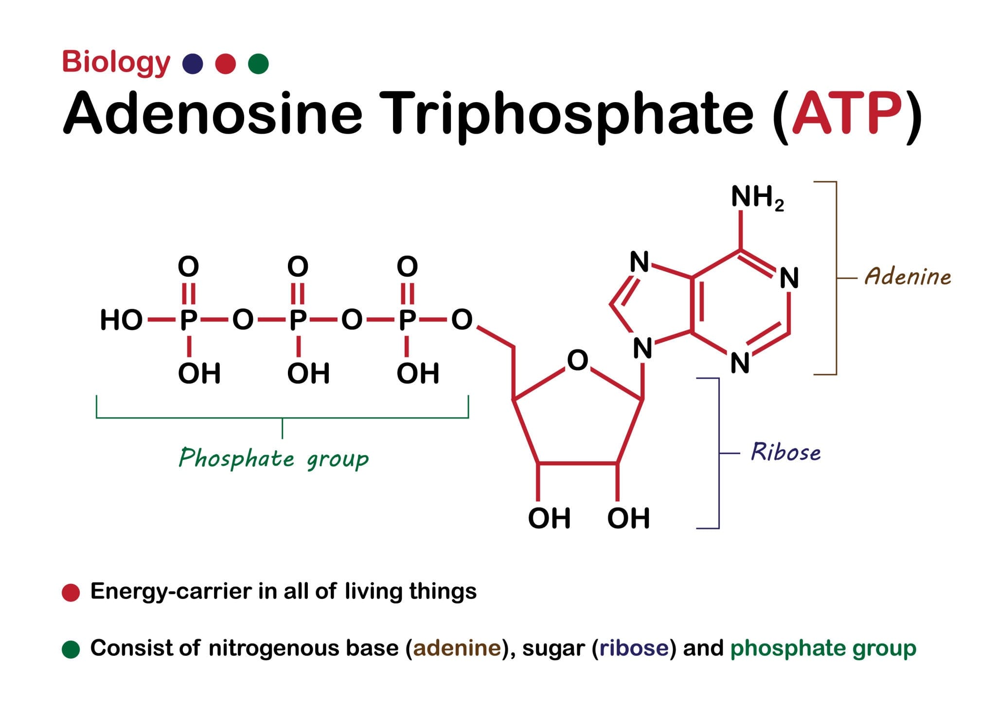 Biological diagram shows structure of Adenosine triphosphate (ATP)
